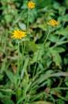 Slender Hawkweed