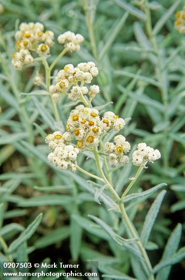 Anaphalis margaritacea