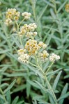 Pearly Everlasting