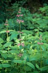 Cooley's Hedge-Nettle