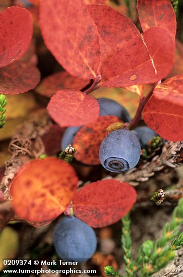 Vaccinium deliciosum