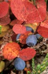 Cascades Blueberry foliage & fruit, autumn