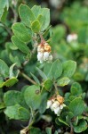 Arctostaphylos columbiana