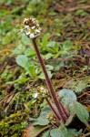 Saxifraga integrifolia