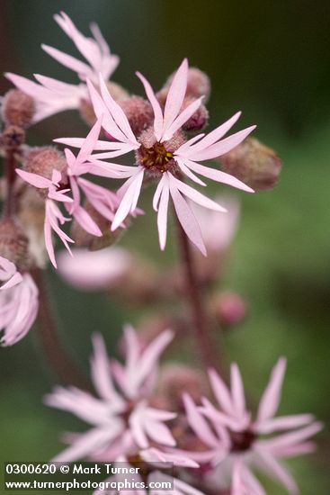 Lithophragma glabrum