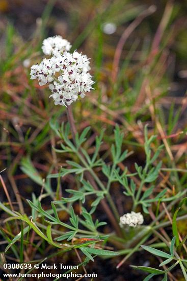 Lomatium piperi