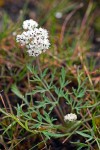 Lomatium piperi