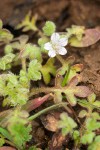 Nemophila pedunculata