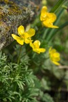 The Dalles Mountain Buttercup (Obscure Buttercup), Grass Widow