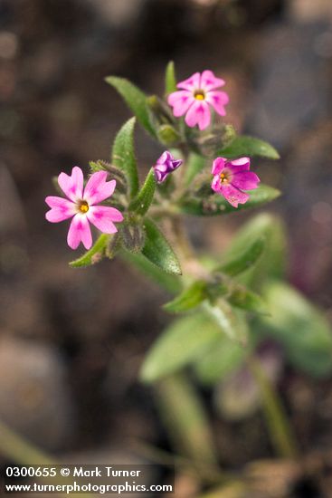 Phlox gracilis ssp. gracilis (Microsteris gracilis)