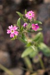 Phlox gracilis