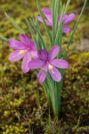 Olsynium douglasii