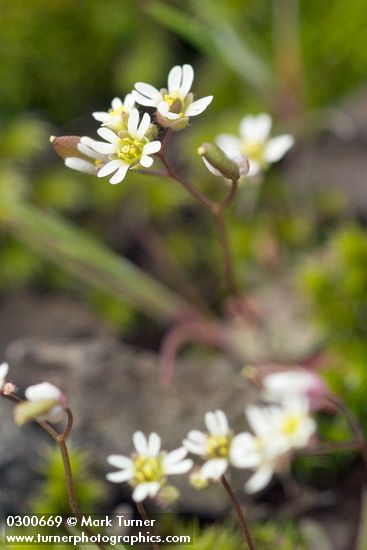 Draba verna