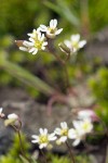 Spring Whitlow-grass