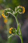 Rigid Fiddleneck blossoms & foliage detail, backlit