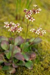 Saxifraga occidentalis