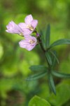 Cardamine nuttallii var. nuttallii