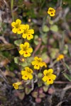 Chickweed Monkey Flowers