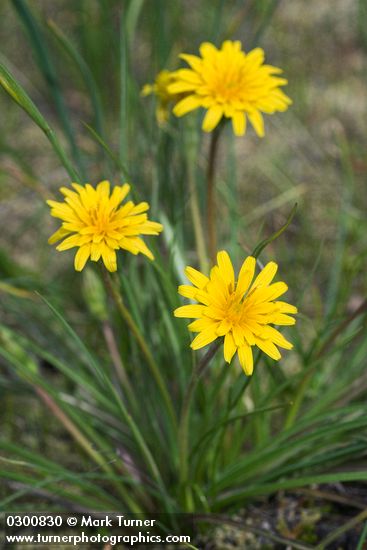 Nothocalais troximoides (Microseris troximoides)