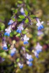 Collinsia parviflora