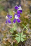 Delphinium nuttallianum