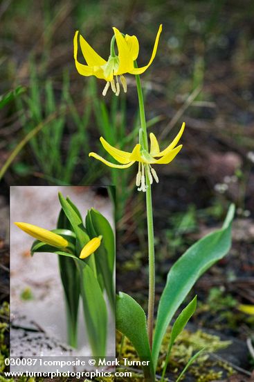 Erythronium grandiflorum