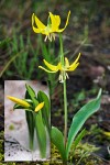 Glacier Lily