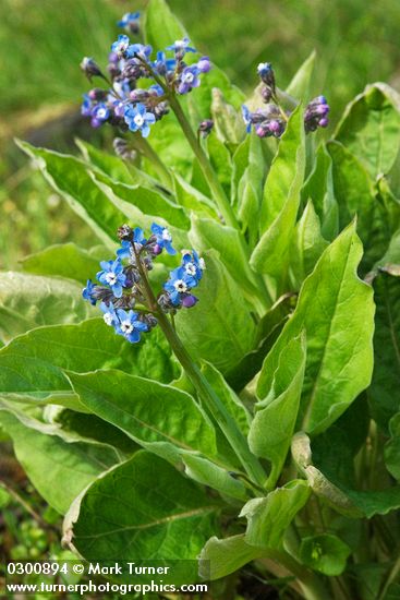 Cynoglossum grande