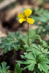 Shelton's Violet blossom & foliage detail