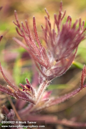 Triphysaria pusilla (Orthocarpus pusillus)