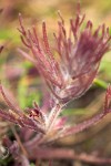 Triphysaria pusilla
