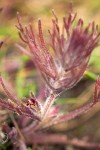 Dwarf Owl-clover detail