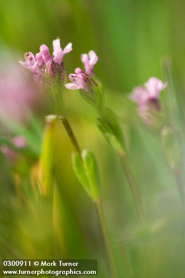 Plectritis ciliosa