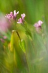 Long-spur Plectritis detail