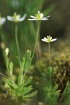 White Meconella detail