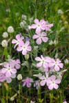 Long-leaf Phlox w/ raindrops