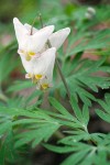 Dutchman's Breeches blossoms & foliage detail