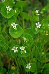 Claytonia perfoliata