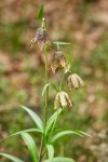 Fritillaria affinis