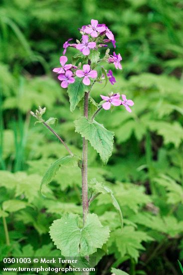 Lunaria annua