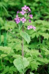 Lunaria annua