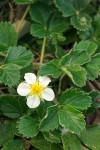 Fragaria chiloensis