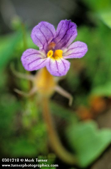 Orobanche uniflora