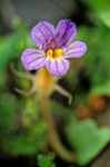 Naked Broomrape blossom detail