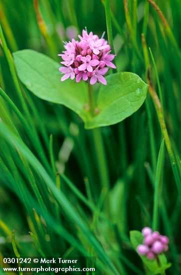 Plectritis congesta