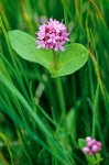 Rosy Plectritis