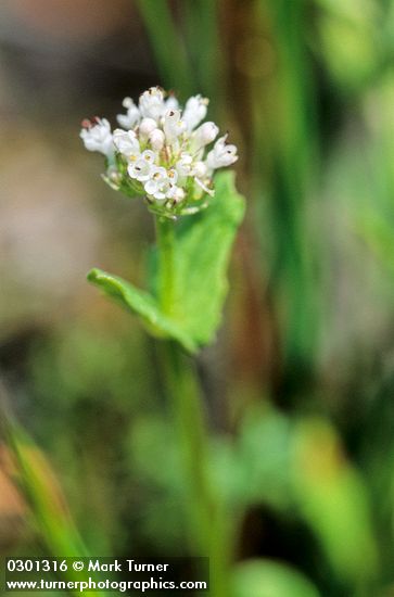 Plectritis macrocera