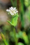 White Plectritis