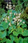 Mertens' Saxifrage