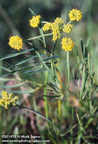 Lomatium bicolor var. leptocarpum (L. leptocarpum)